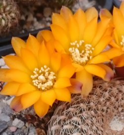 Sulcorebutia aranacea 3"