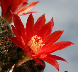 Rebutia heliosa var. Condorensis 3"