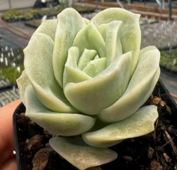 Graptoveria lovely rose 3"
