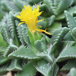 Faucaria tigrina   6"