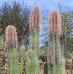 Lophocereus schotii 3"