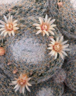 Mammillaria microthele