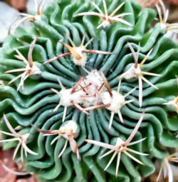 Stenocactus sp