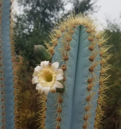 Pilosocereus pachycladus 4"