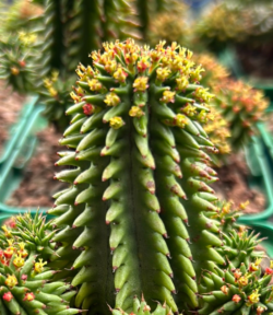 Euphorbia susanae 3"