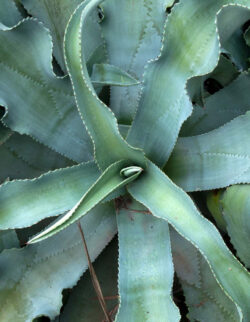 Agave gypsophila   6"