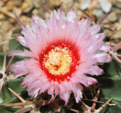 Ferocactus texensis 4"