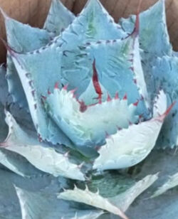 Agave potatorum cameron blue  6"