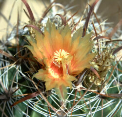 Ferocactus santa maria 4"