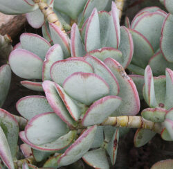 Crassula arborescens  6"
