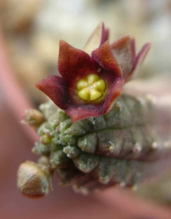 Echidnopsis cereiformis var brunnea 3"