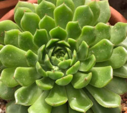 Echeveria ernestina  6"