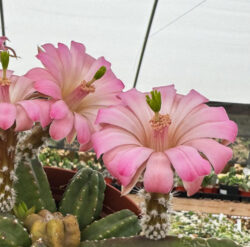 Echinocereus gentrii 4"