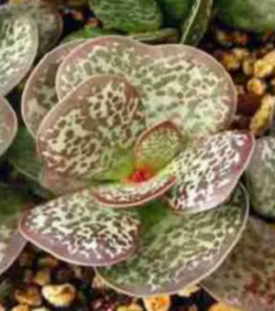 Adromischus Calico hearts 3"