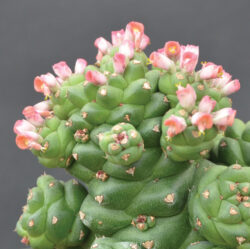 Monadenium ritchiei  6"