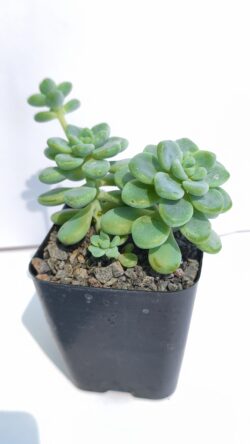Sedum clavatum 4"