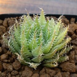 Haworthia decipiens