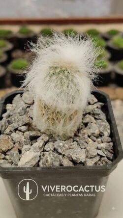 Espostoa lanata 3"