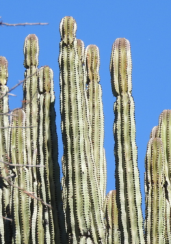 Stenocereus queretaroensis 4"