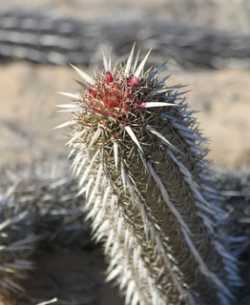 Stenocereus eruca* 4"