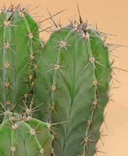 Stenocereus pruinosus 3"