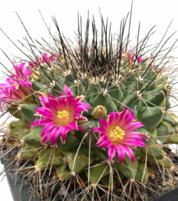 Mammillaria melanocentra      5"