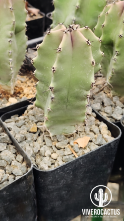 Lophocereus schotii 4"