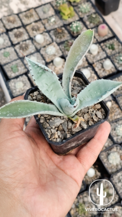Agave durangensis 3"