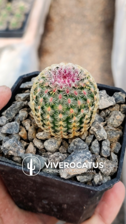 Echinocereus Rigidissimus rubispinus 3"