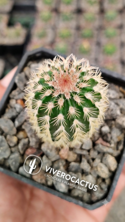 Echinocereus pectinatus 3"
