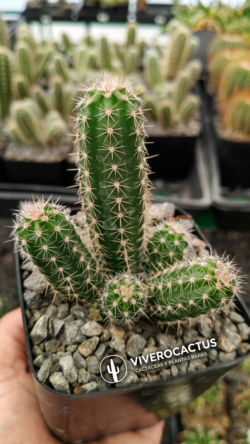Echinocereus scheeri var koehresianus 4"