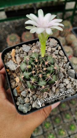 Gymnocalycium damsii var tucavocense  4"