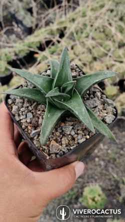 Haworthia cv hayashi 4"