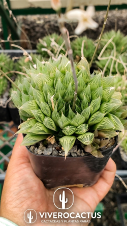 Haworthia cooperii v. cooperii  4"