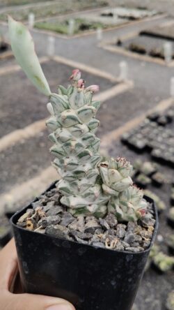Monadenium rittchei variegado 4"