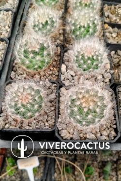Mammillaria guelzowiana 3"