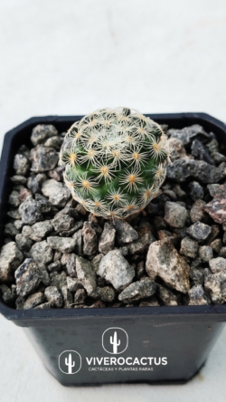 Mammillaria solisioides  3"