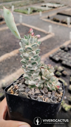 Monadenium rittchei variegado 4"