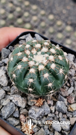 Notocactus uebelmannianus 4"