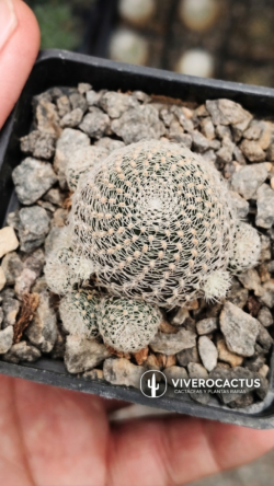 Rebutia albopectinata  3"
