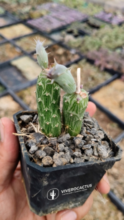 Senecio pendulus  3"