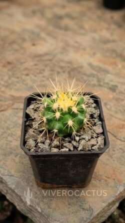 echinocactus grusonii 3"